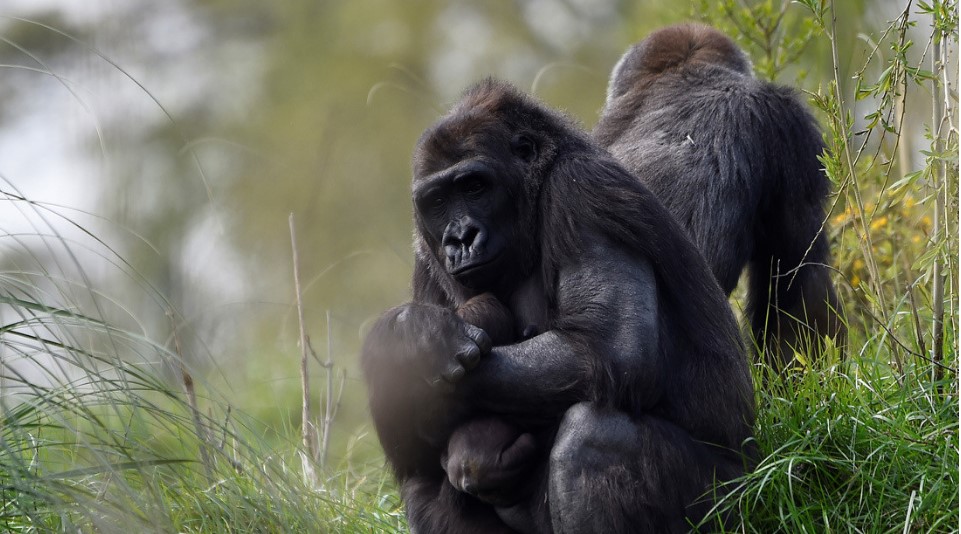 VIDEO: Graban por primera vez cómo los gorilas salvajes ‘cantan’ mientras comen
