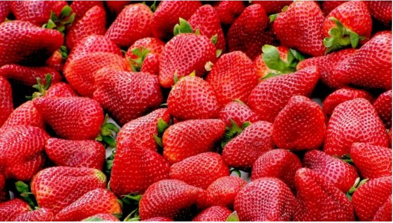 Las berries mexicanas buscan nuevos mercados ante retos del T-MEC y Covid-19