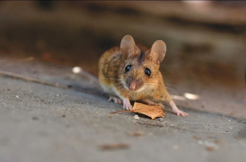 Primer caso de hantavirus en Chula Vista: Un roedor dio positivo