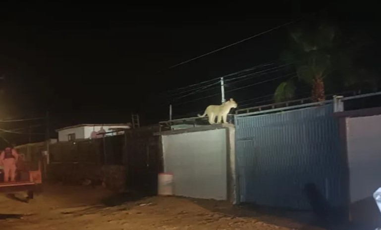 Captan a leona suelta en el techo de una casa en Ciudad Juárez, Chihuahua