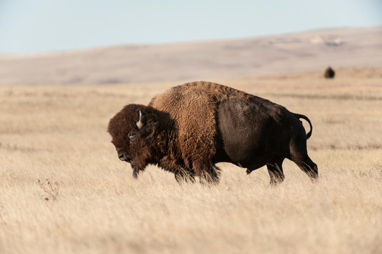 El Regreso del Bisonte: Restauración Ecológica en las Grandes Llanuras