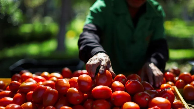 EE.UU. impone arancel del 17.09% al tomate mexicano; uno de los productos más exportados por México