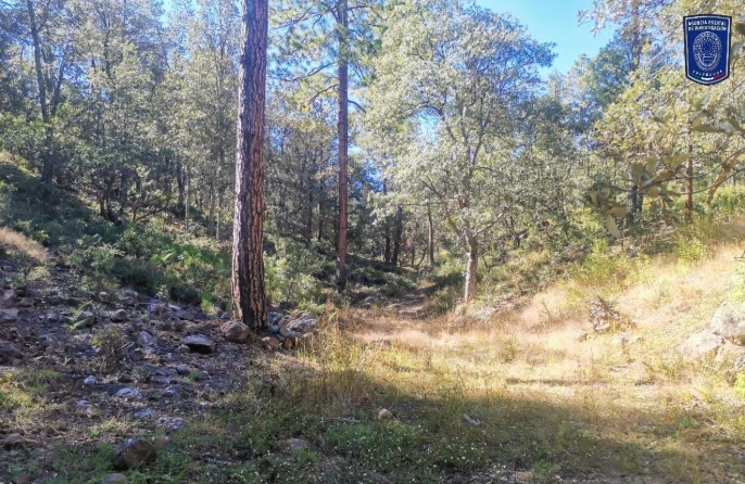 Localiza osamenta durante rastreo en el municipio de Madera